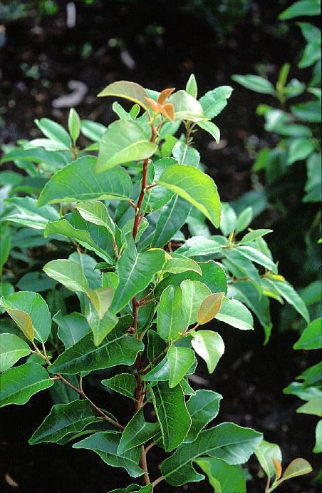 Prunus lusitanica azorica