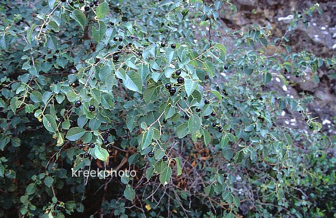Prunus mahaleb