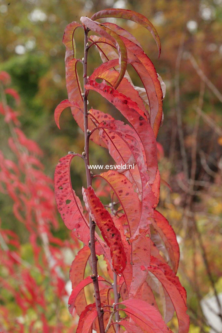 Prunus persica 'Melred'