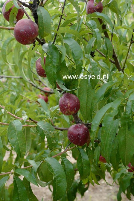 Prunus persica nucipersica