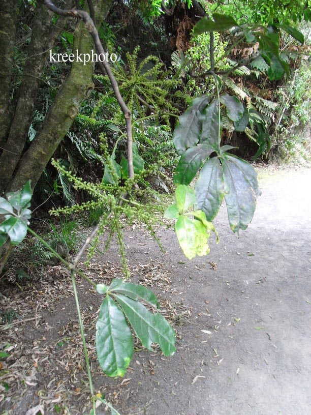 Pseudopanax arboreus