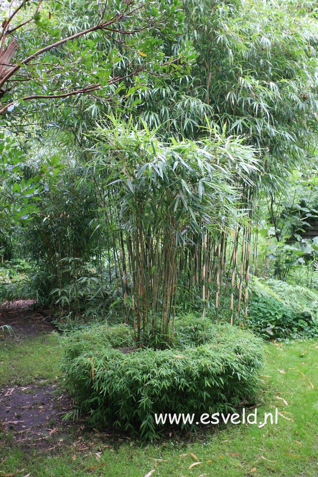 Pseudosasa japonica 'Tsutsumiana'