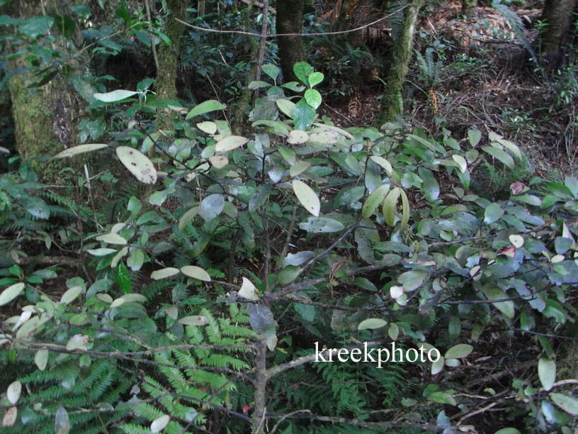 Pseudowintera colorata