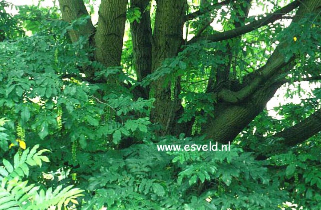 Pterocarya rehderiana