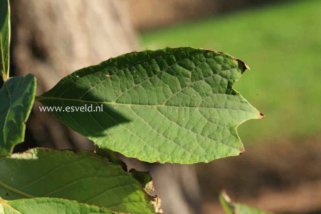 Pterostyrax psilophylla