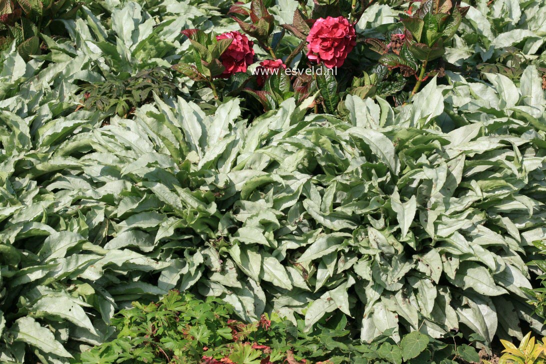 Pulmonaria 'Majestee'