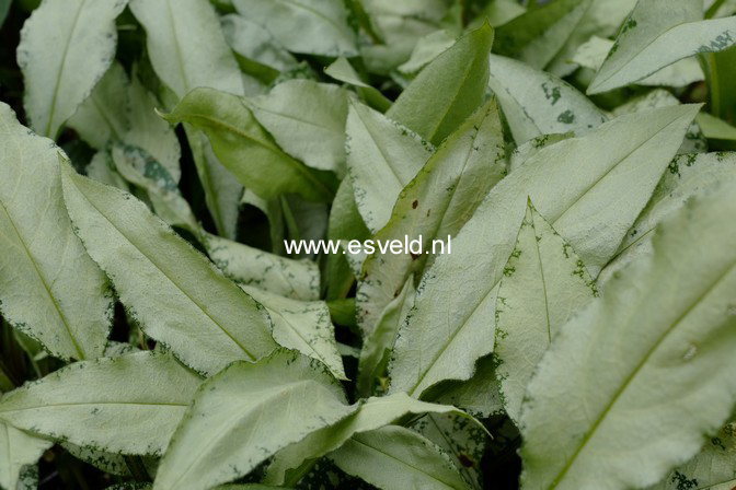 Pulmonaria longifolia 'Diana Clare'