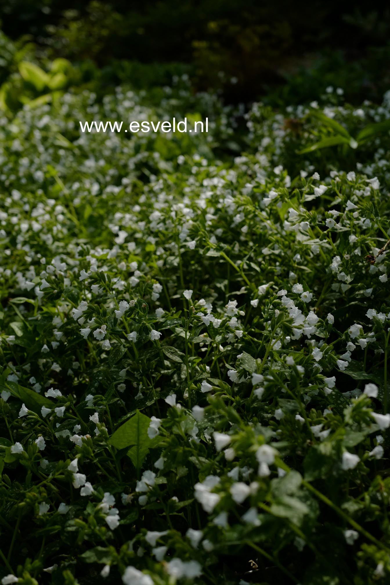 Pulmonaria officinalis 'Sissinghurst White'