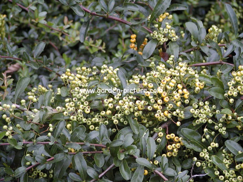 Pyracantha 'Firelight'