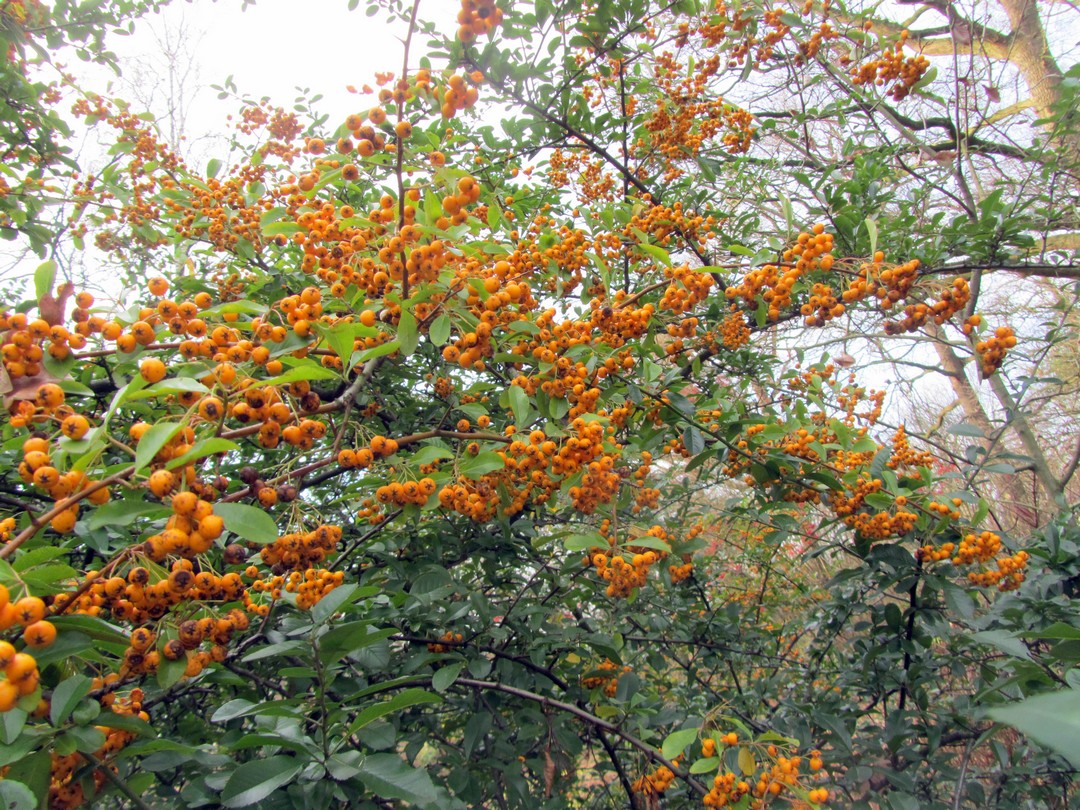 Pyracantha 'Renault d'Or'
