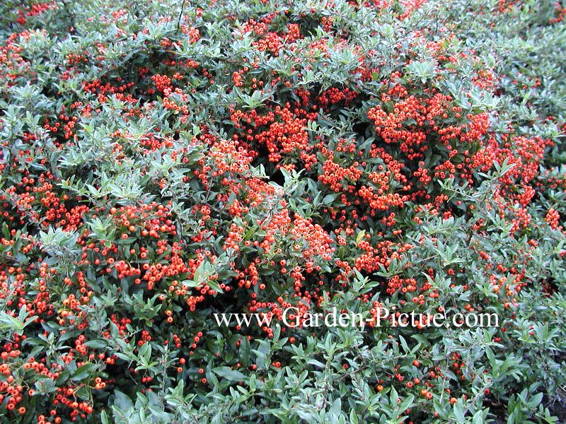 Pyracantha coccinea 'Red Cushion'