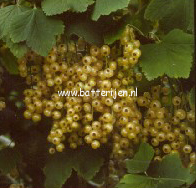 Pyrus communis 'Bonne Louise d'Avranches'