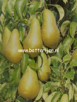 Pyrus communis 'Conference'