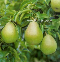 Pyrus communis 'Doyenne du Comice'