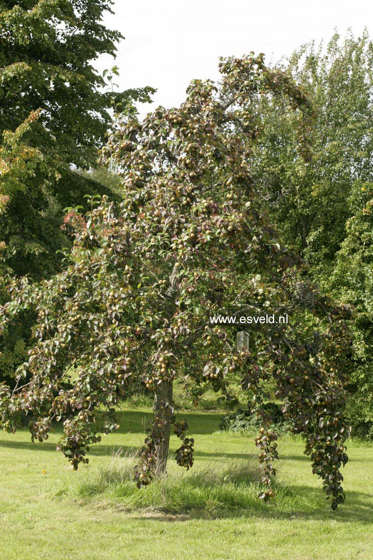 Pyrus pyrifolia (Nashi)