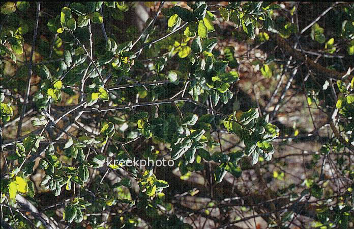 Quercus agrifolia