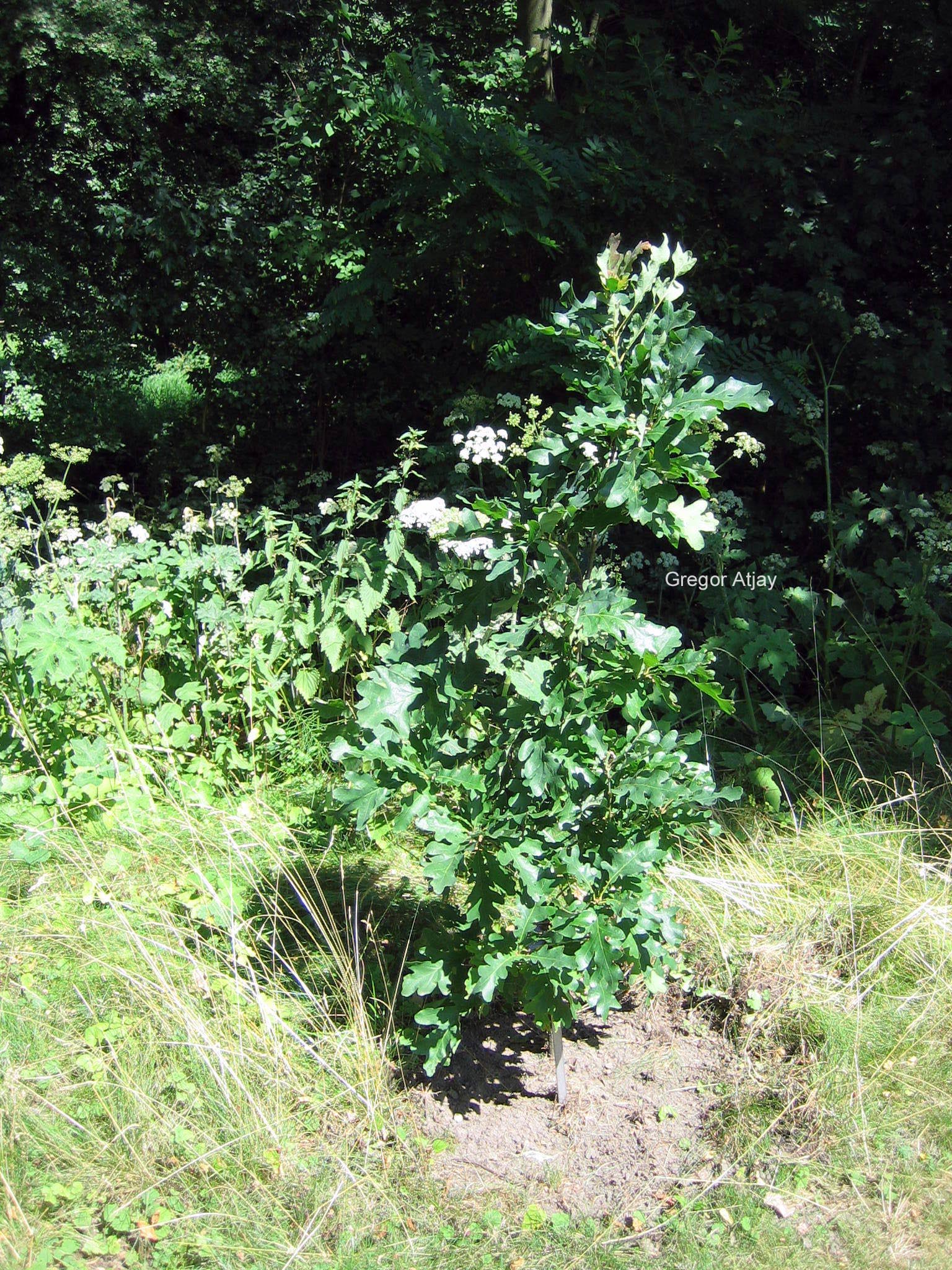 Quercus bimundorum 'Crimschmidt' (CRIMSON SPIRE)