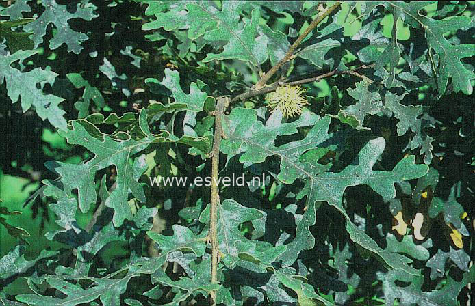 Quercus cerris 'Laciniata'