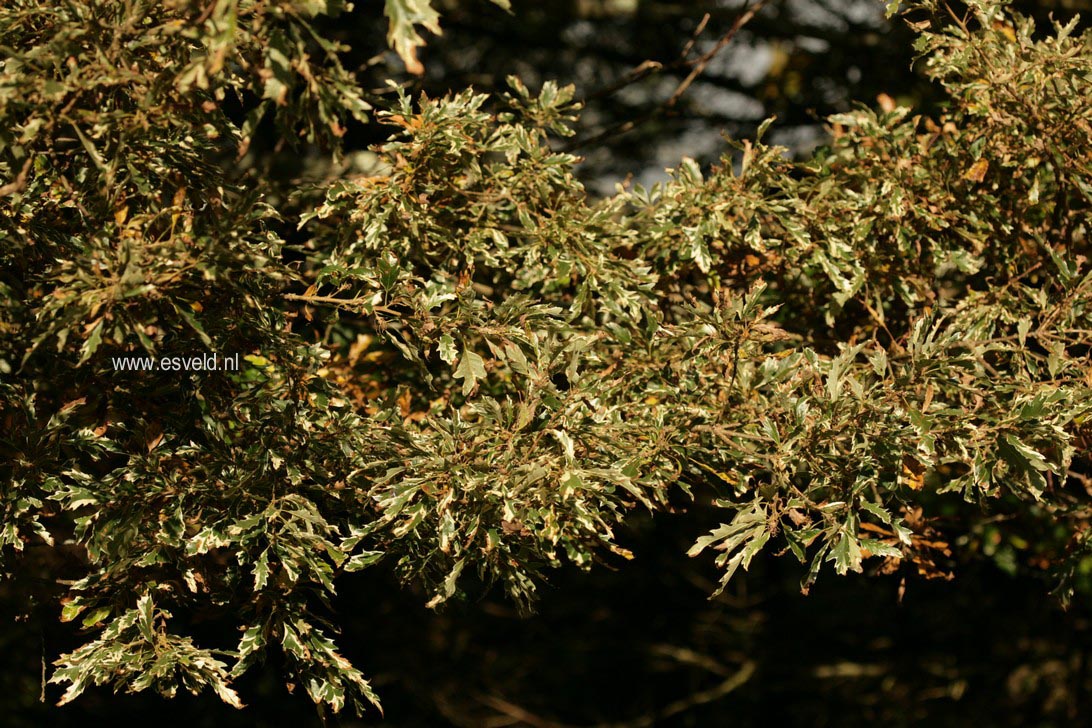 Quercus cerris 'Variegata'