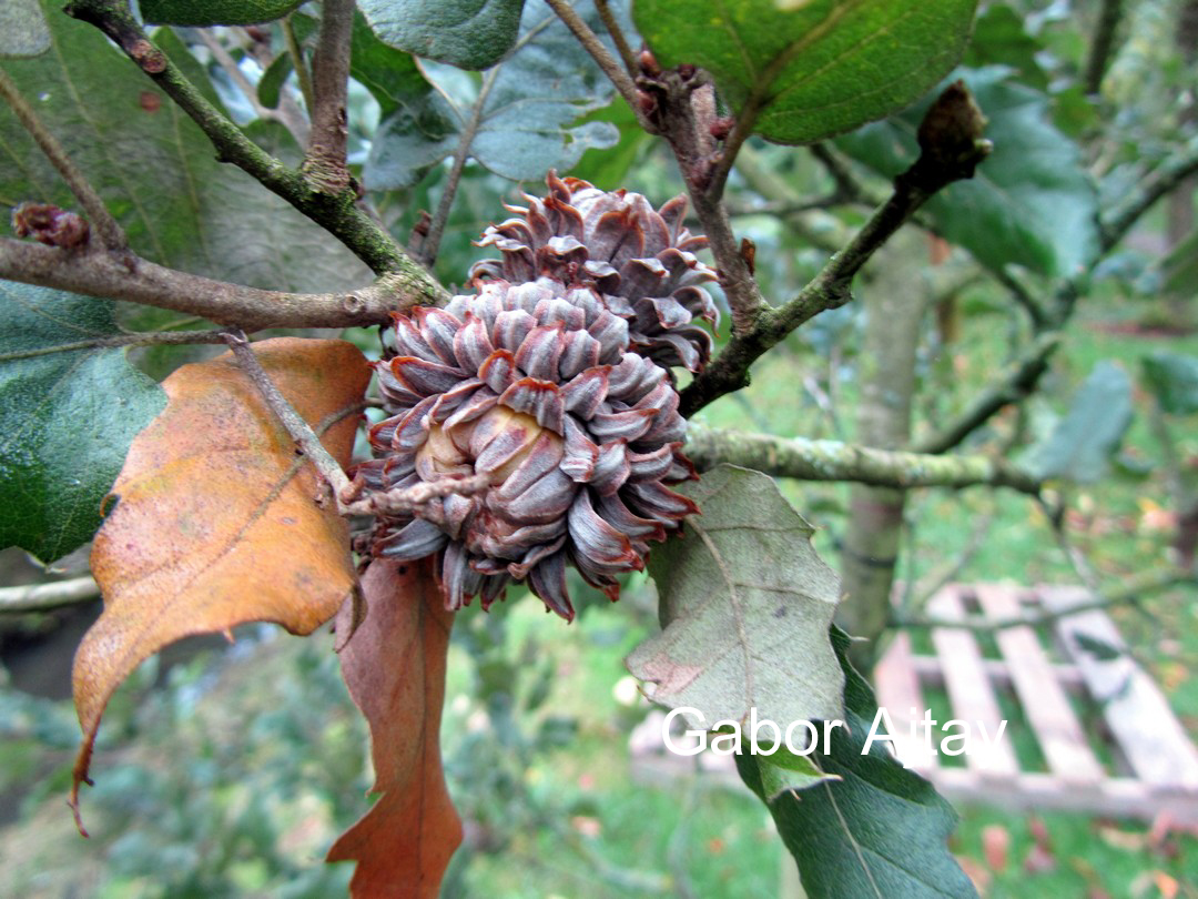 Quercus ithaburensis 'Hemelrijk Silver'