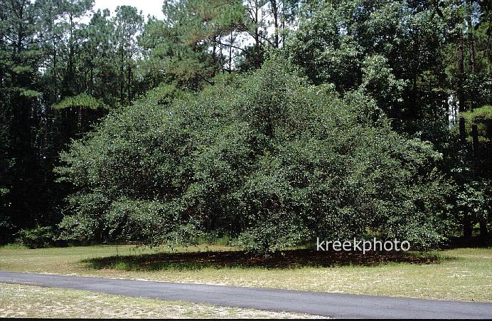 Quercus laurifolia