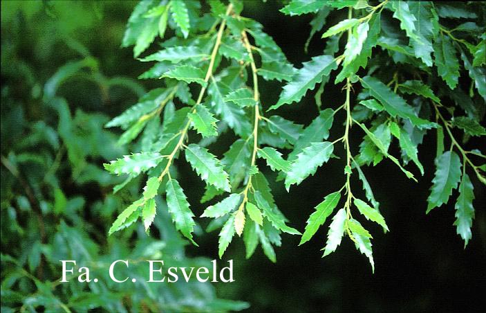 Quercus libanerris 'Rotterdam'