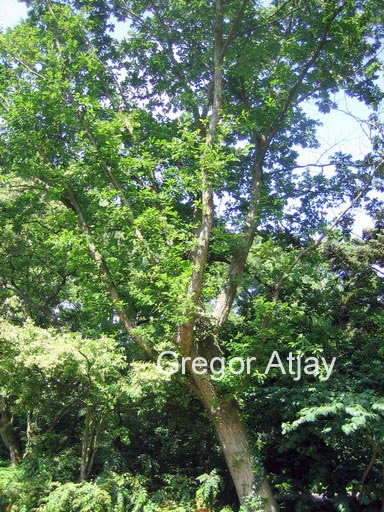 Quercus mongolica