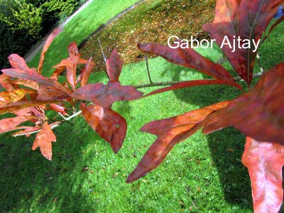 Quercus pagoda
