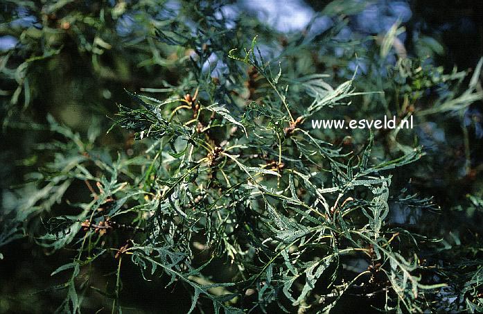 Quercus robur 'Pectinata'