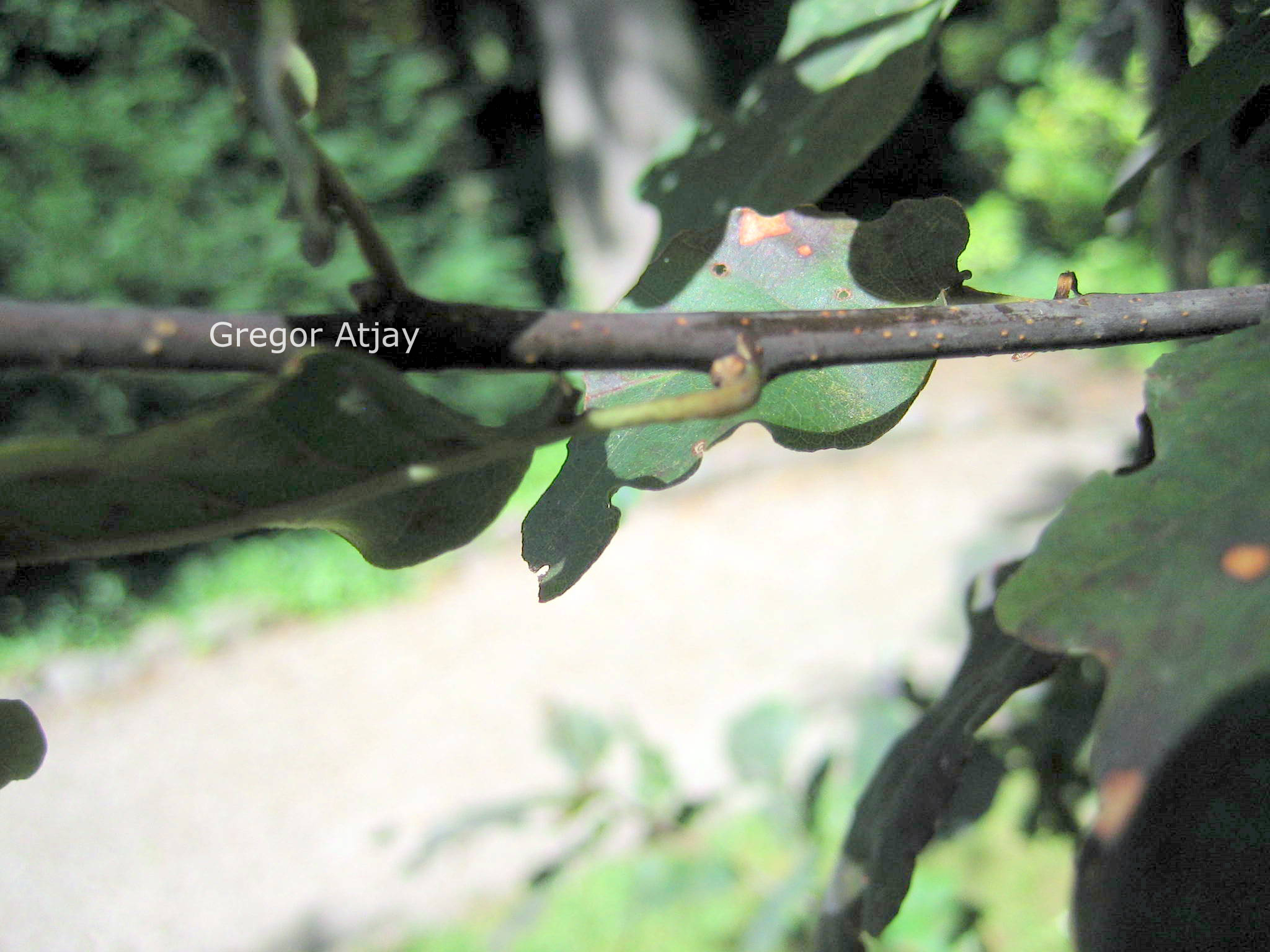 Quercus robur 'Timuki'