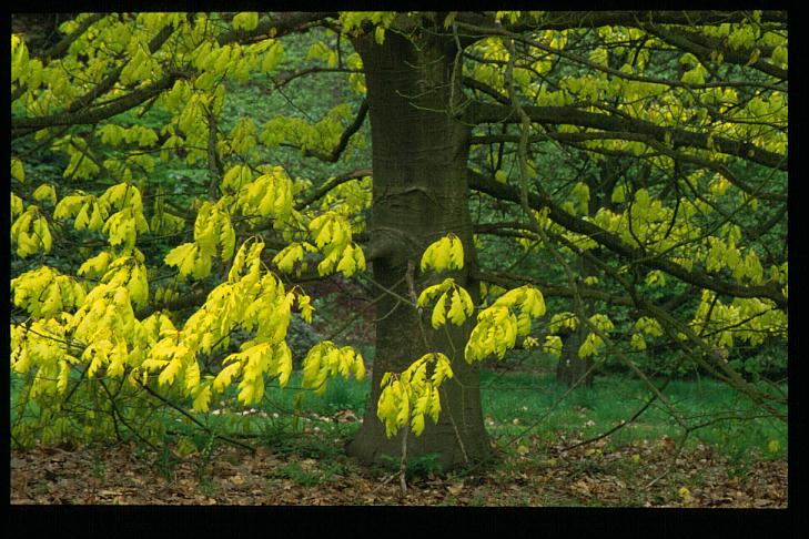 Quercus rubra 'Aurea'