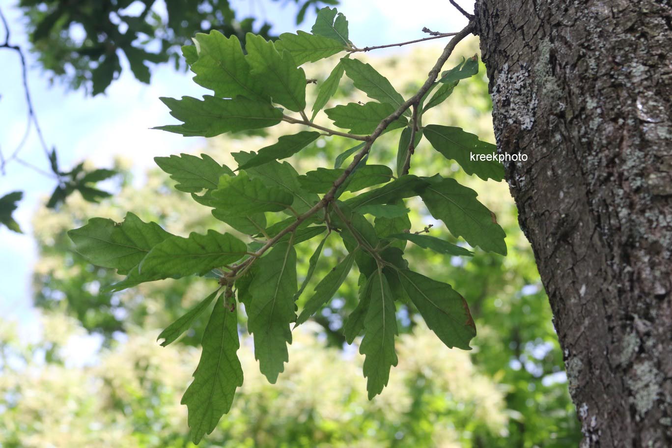 Quercus turneri 'Pseudoturneri'