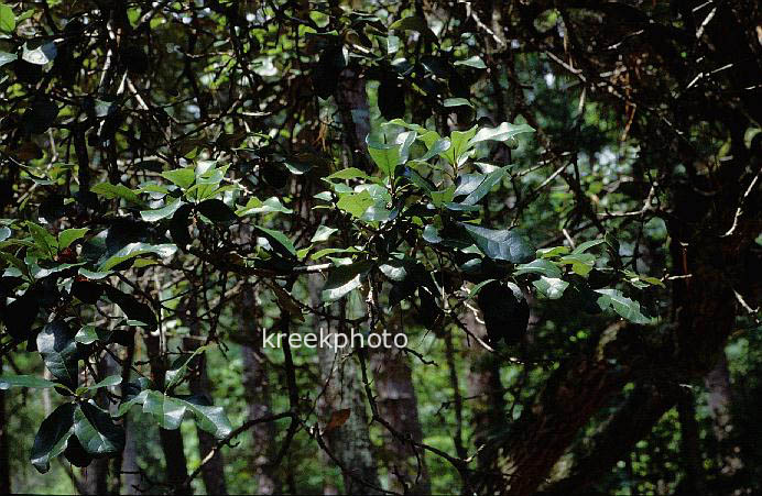 Quercus virginiana
