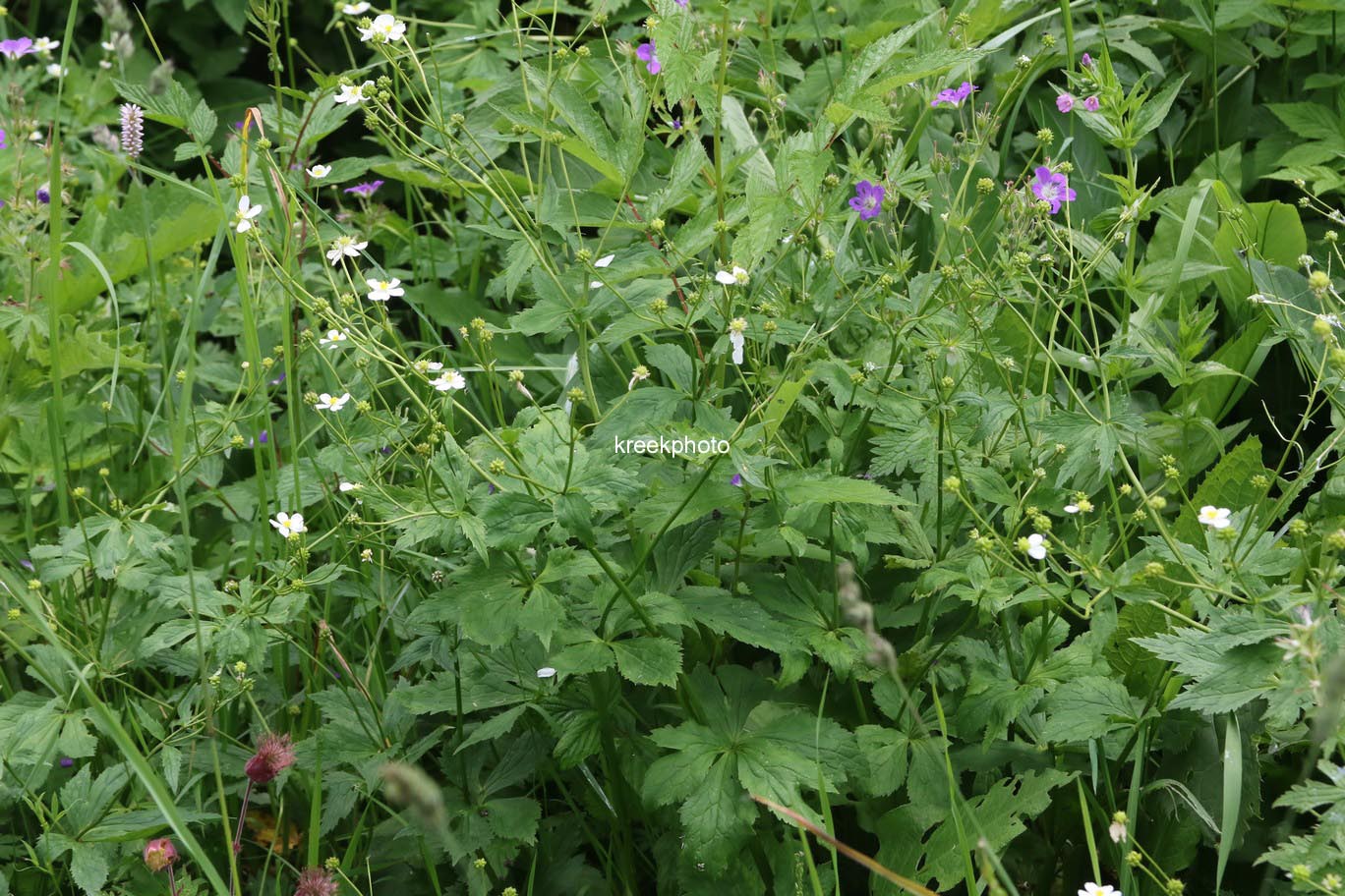 Ranunculus aconitifolius