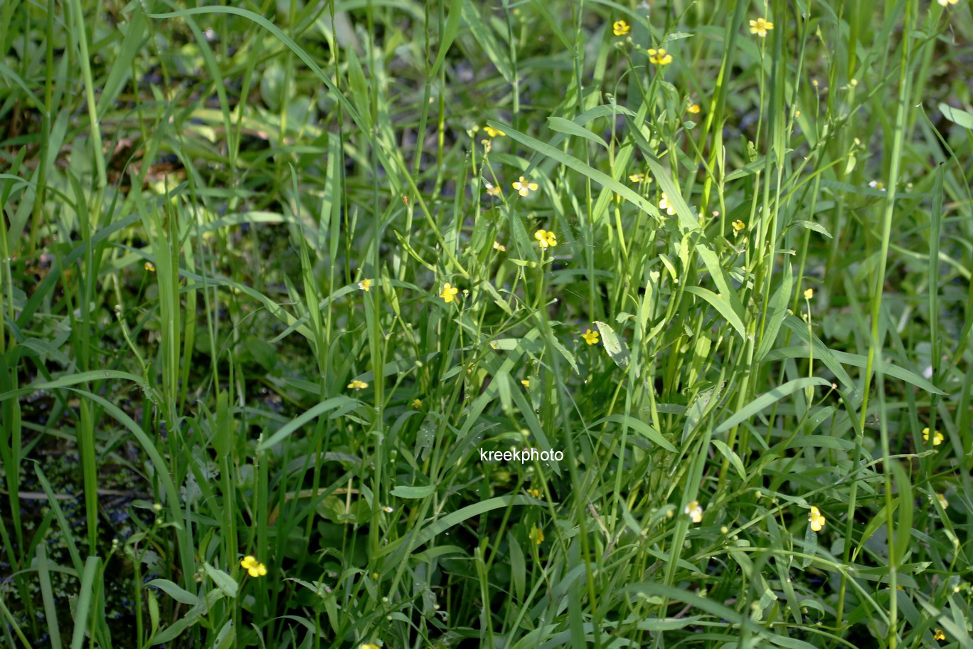 Ranunculus flammula
