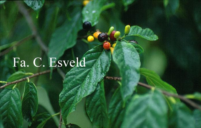 Rhamnella franguloides