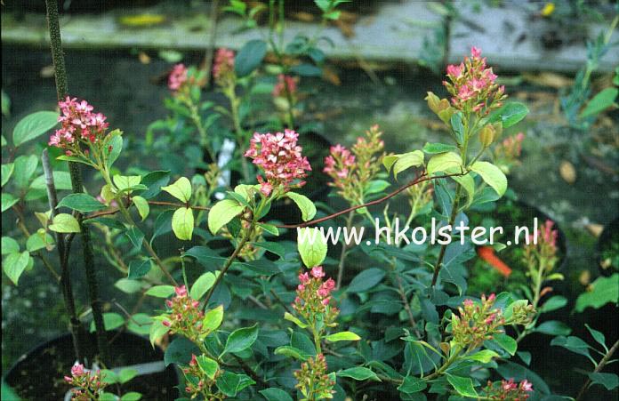 Rhaphiolepis delacourii 'Coates's Crimson'