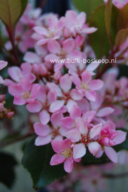 Rhaphiolepis indica 'Monme' (SPRINGTIME)