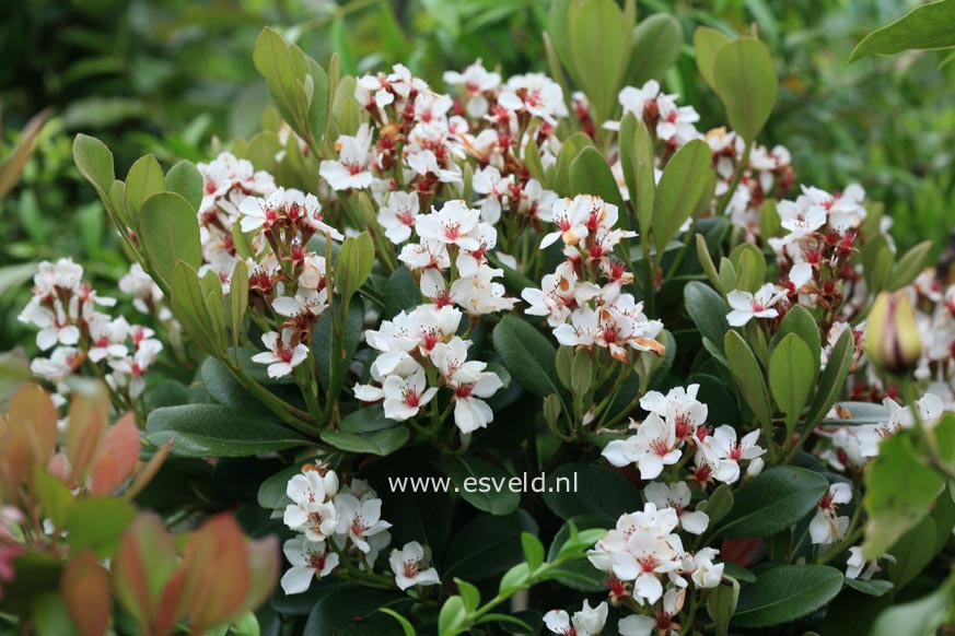 Rhaphiolepis umbellata var. ovata