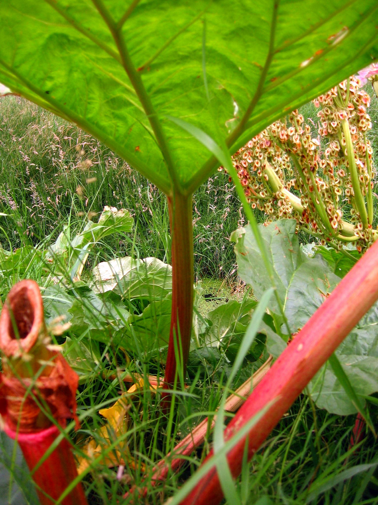 Rheum rhabarbarum 'Red Champagne'