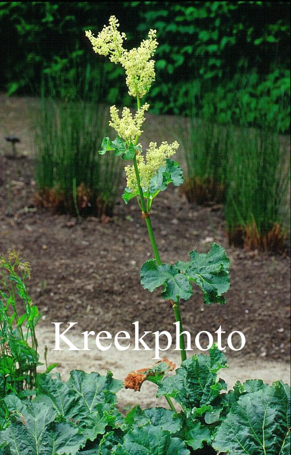 Rheum rhabarbarum