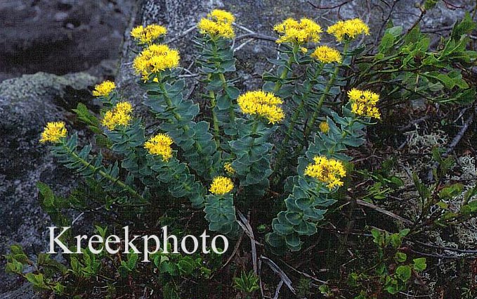 Rhodiola rosea