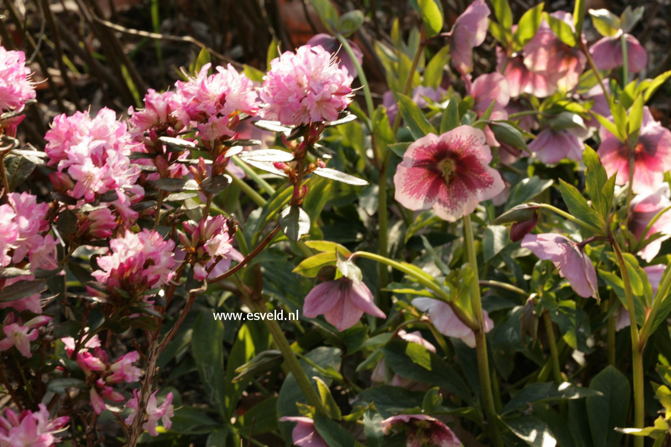 Rhododendron 'Anna Baldsiefen'