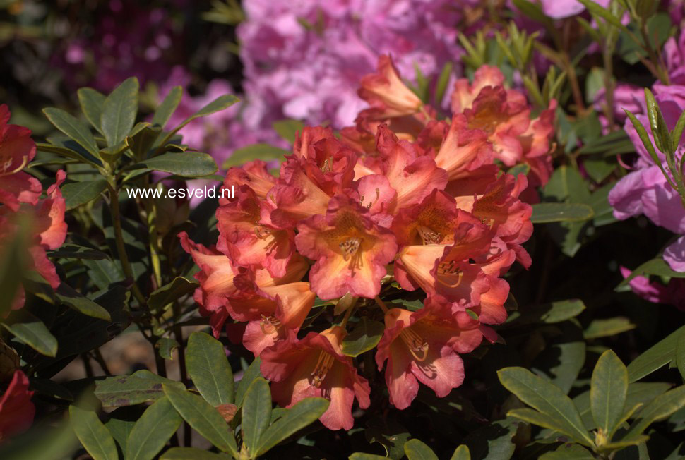 Rhododendron 'Appassionata'