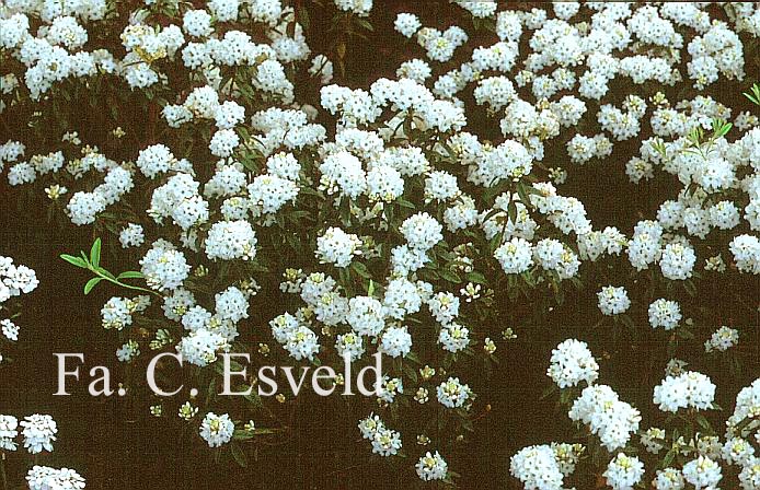 Rhododendron 'Arctic Tern'