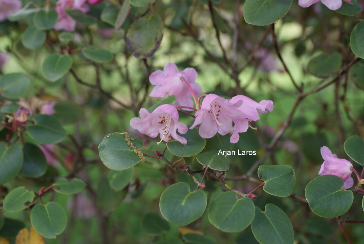 Rhododendron 'August Lamken'