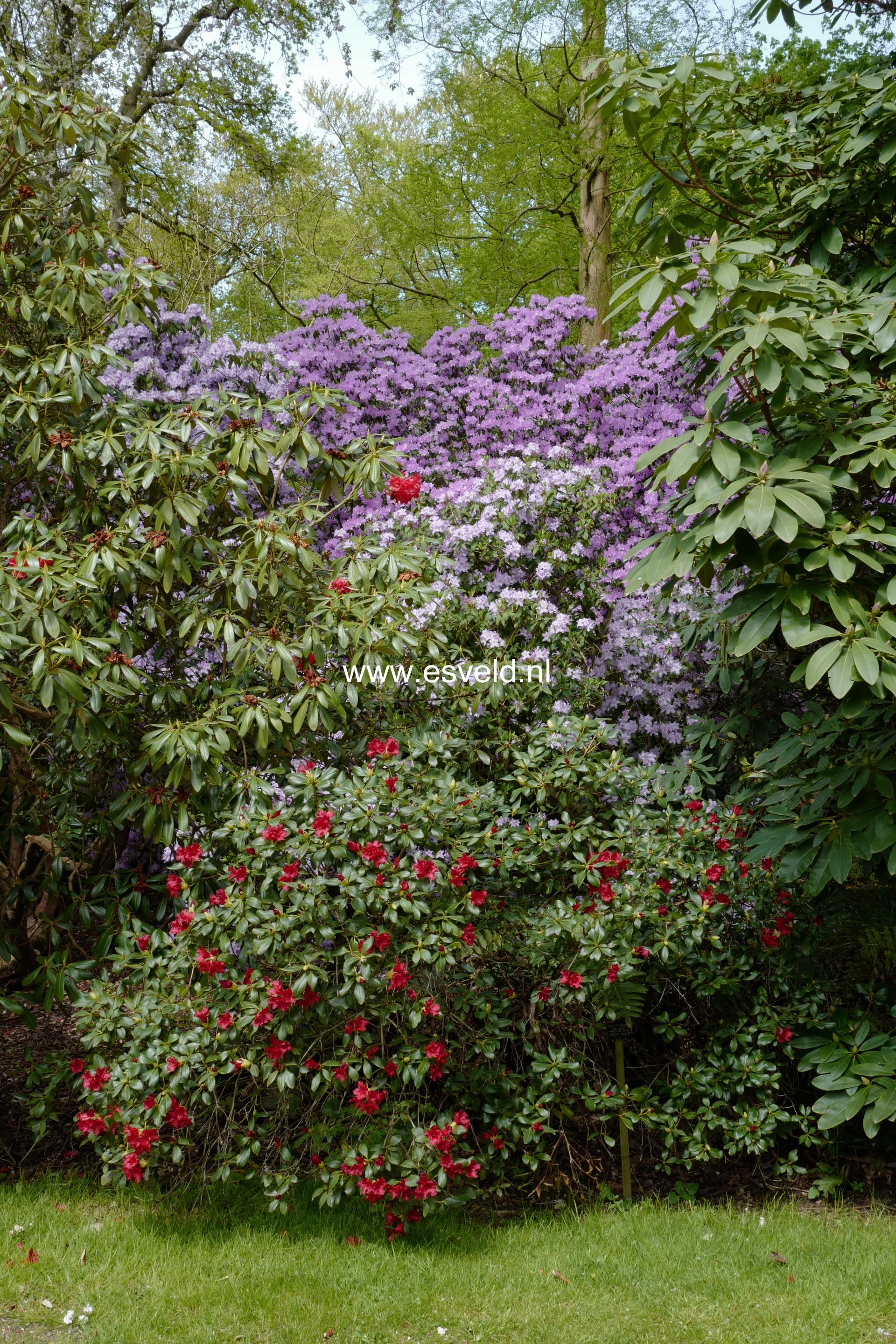 Rhododendron 'Baden-Baden'