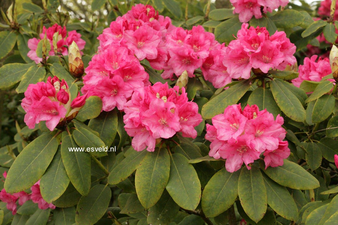 Rhododendron 'Bajazzo'