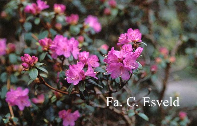 Rhododendron 'Barto Alpine'