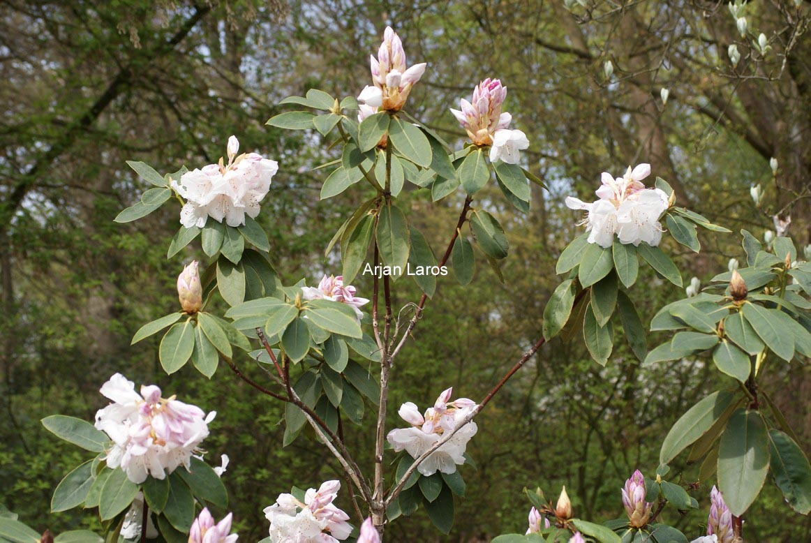 Rhododendron 'Beauty of Littleworth'
